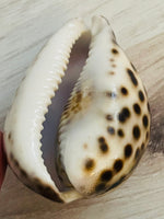 Vintage Cowrie Zodiac Shell Gemini