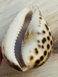 Vintage Cowrie Zodiac Shell Gemini